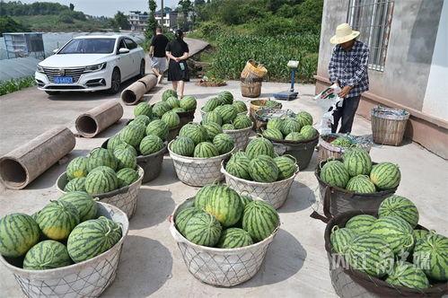 北邮电吃瓜,揭秘校园吃瓜背后的故事