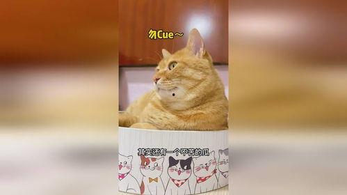 好奇猫吃瓜,揭秘娱乐圈那些不为人知的幕后故事