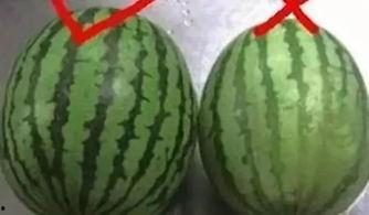 夏季吃瓜视频大全,夏季吃瓜视频大全盘点