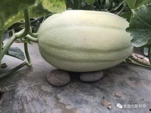 小瓜找瓜吃,一场与瓜果的甜蜜邂逅