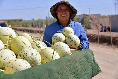 瓜州吃瓜要门票吗,吃瓜狂欢，门票畅享之旅