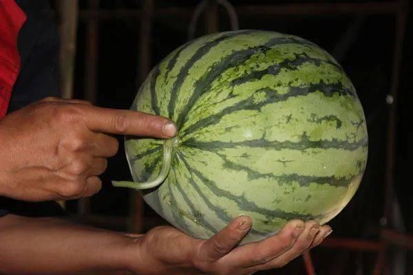 到底咋吃瓜,轻松掌握瓜类美食新潮流