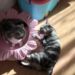 吃瓜喵微博,揭秘娱乐圈幕后故事，带你走进明星真实生活