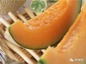 瓜实蝇吃哈密瓜吗,哈密瓜的天敌揭秘