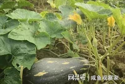 吃小嫩瓜,探寻小嫩瓜的独特风味