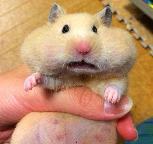 吃瓜仓鼠简笔画,萌态可掬的简笔画风采