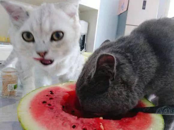 10只猫吃瓜,猫咪们的夏日美食盛宴
