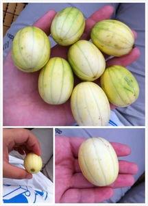 带你吃瓜迷你号,趣味互动，轻松畅游娱乐世界