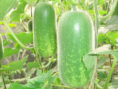 活水瓜怎么吃减肥,轻松享瘦的天然选择