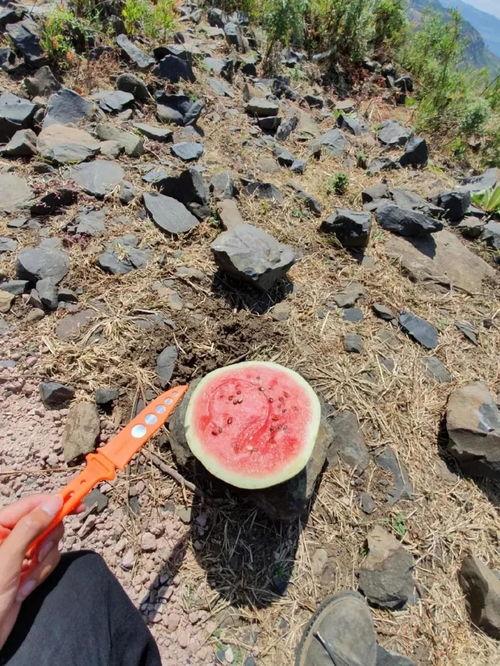 青海山上吃瓜,高原奇观里的甜蜜之旅