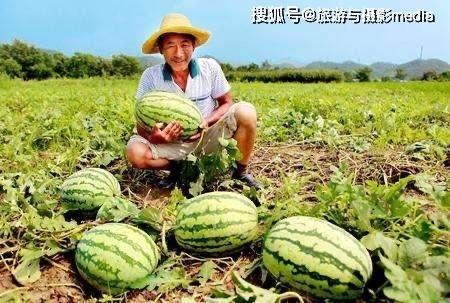 安新县吃瓜,瓜果飘香，品味乡村田园生活