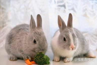 兔子吃瓜吃疯了什么意思,一场疯狂的美食盛宴