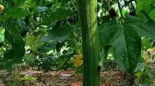 高阳吃瓜,揭秘娱乐圈背后的那些事儿