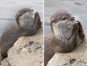 吃瓜探头表情包水獭,萌态可掬的动物界“网红”