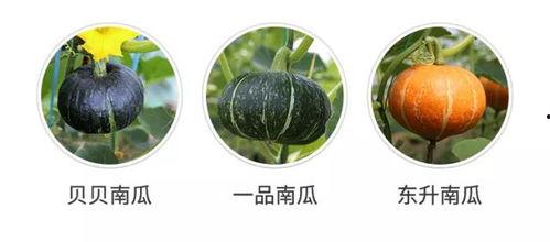 梦见吃瓜发现瓜不好,吃瓜不甜的寓意与启示