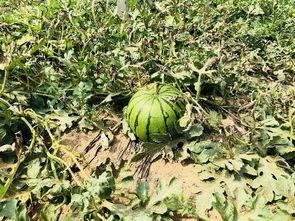 吃瓜北枫,揭秘娱乐圈背后的那些事儿