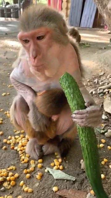 道具 猴子吃瓜,一场欢乐的夏日食瓜盛宴