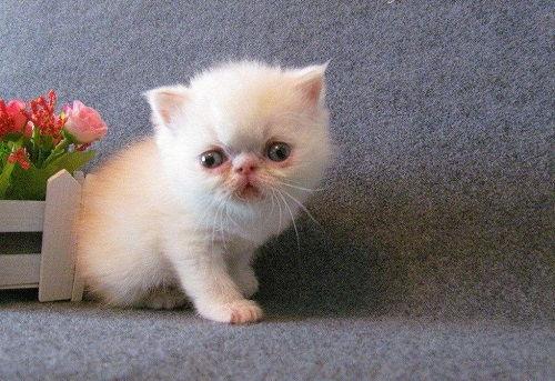 微醺小猫吃瓜,微醺小猫的瓜田奇遇记