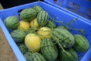 成都mc吃瓜群,揭秘网红圈幕后故事