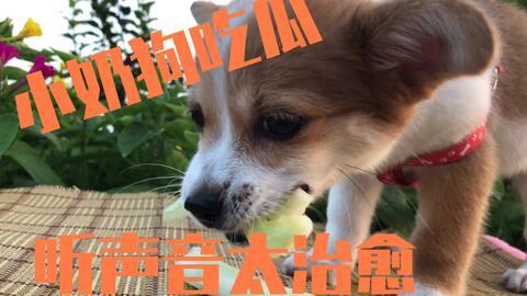 吃瓜被打的狗狗,引发网友热议