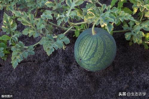 各种吃瓜技术,解锁各种吃瓜技巧，畅享夏日清凉时光