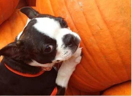 狗吃方瓜,方瓜的奇妙滋味