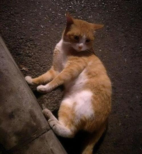 吃瓜被误伤的猫