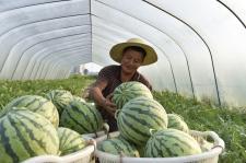 湖北通城职高吃瓜,揭秘校园网络热传背后的真相