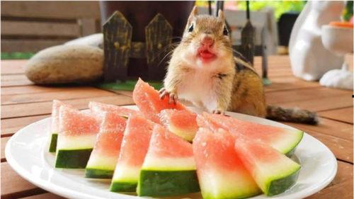 花栗鼠吃瓜,花栗鼠的夏日瓜果盛宴